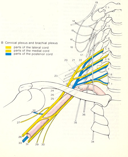 Plexus In Anatomy - Anatomy Drawing Diagram